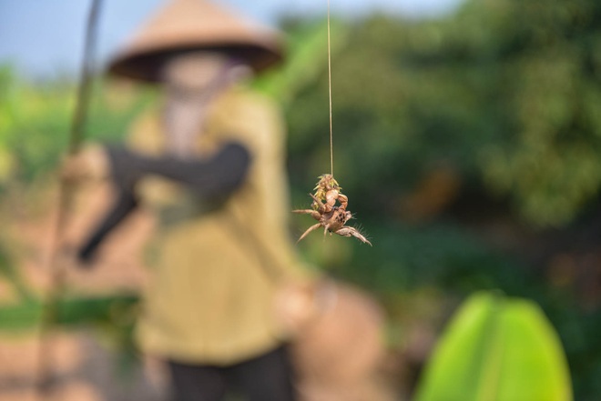 Câu con lộc trời cho: nông dân Hải Dương kiếm nửa triệu đồng mỗi ngày - 11 Câu con lộc trời cho: nông dân Hải Dương kiếm nửa triệu đồng mỗi ngày - 11