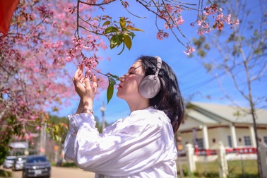 Mai anh đào bung nở, nhuộm hồng làng K’Ho ngoại ô Đà Lạt