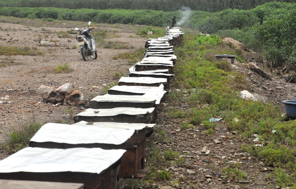 Nghề được rừng nuôi kiếm vài trăm triệu mỗi năm - 6 Nghề được rừng nuôi kiếm vài trăm triệu mỗi năm - 6