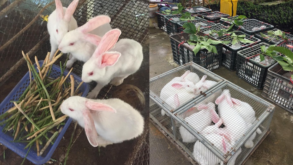 Chàng trai 8X kiếm trăm triệu đồng với mô hình nông nghiệp tuần hoàn mới lạ - 3 Chàng trai 8X kiếm trăm triệu đồng với mô hình nông nghiệp tuần hoàn mới lạ - 3