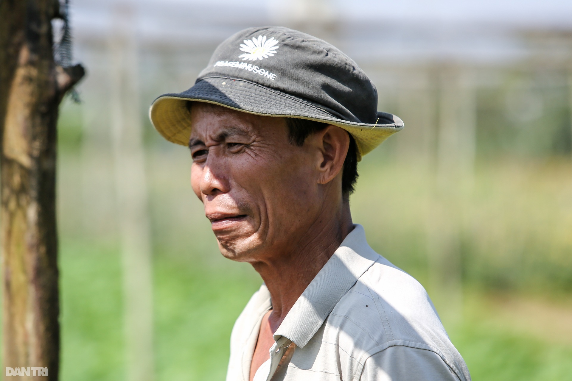 Nông dân Thừa Thiên Huế lo mất trắng vụ hoa Tết 2022 - 9