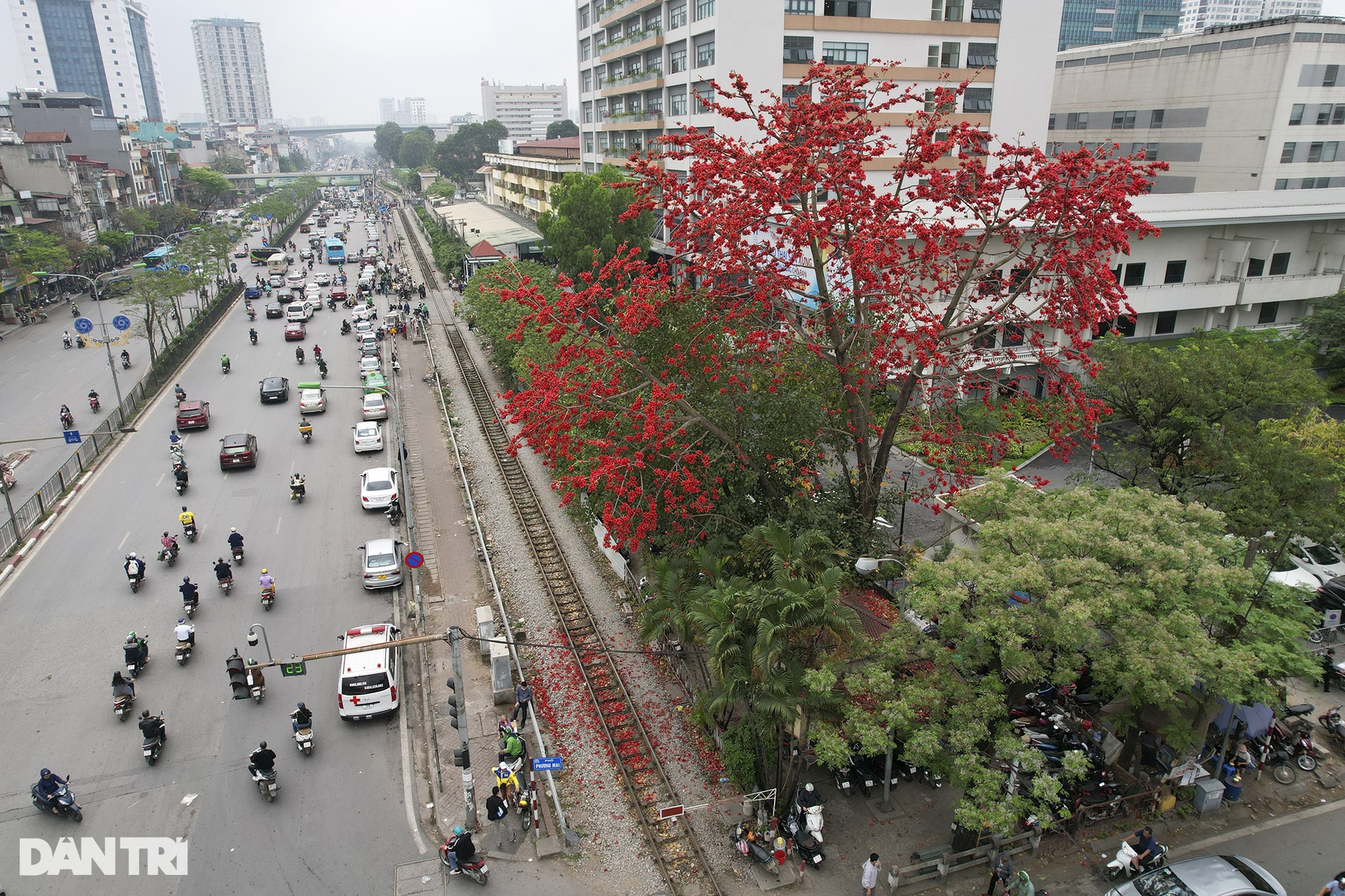 Hoa gạo nở đỏ rực từ nông thôn đến thành phố - 6 Hoa gạo nở đỏ rực từ nông thôn đến thành phố - 6
