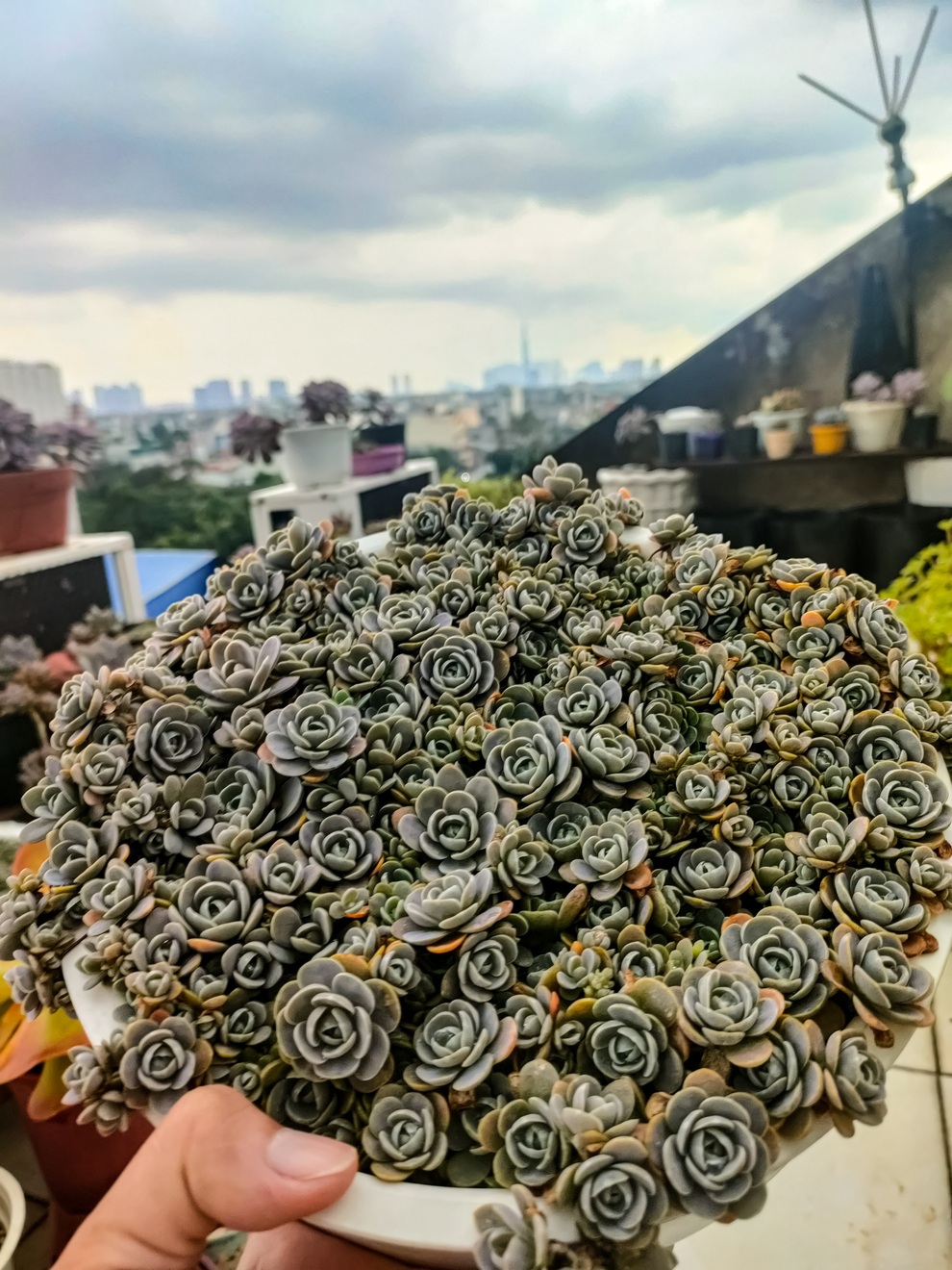 Rời TPHCM về quê, chàng trai đem theo gia tài hàng ngàn cây sen đá - 7 Rời TPHCM về quê, chàng trai đem theo gia tài hàng ngàn cây sen đá - 7