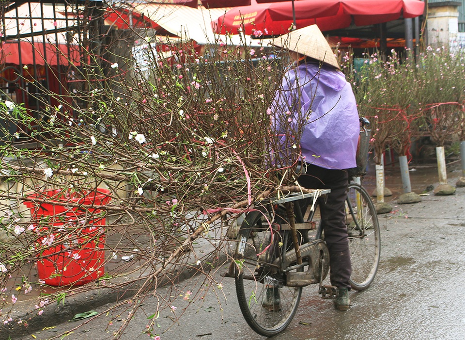 Dân Hà Nội chơi đào sớm, chi nửa triệu đồng cho 1 cành - 1 Dân Hà Nội chơi đào sớm, chi nửa triệu đồng cho 1 cành - 1