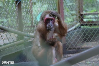Khỉ cụt tay, vượn quý hiếm tìm lại sự sống tại “ngôi nhà” giữa khu rừng nhỏ