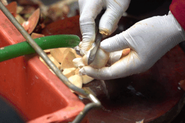 Kiếm nửa triệu đồng mỗi ngày nhờ gọt vỏ măng cụt xanh ở TPHCM