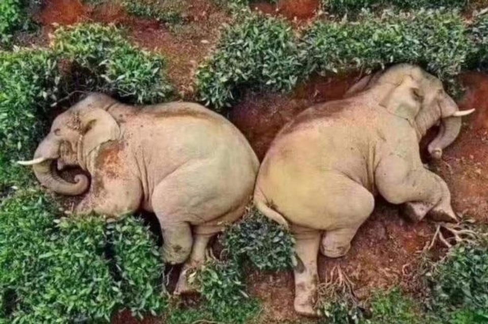 Đàn voi say rượu ngô túy lúy - 1 Đàn voi say rượu ngô túy lúy - 1