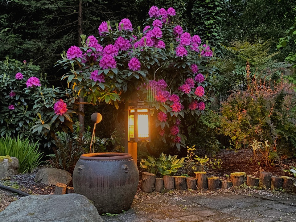 Mẹ Việt đặt chum vại mang sang Mỹ làm vườn “đậm chất quê” rộng 1400m2 - 4 Mẹ Việt đặt chum vại mang sang Mỹ làm vườn “đậm chất quê” rộng 1400m2 - 4