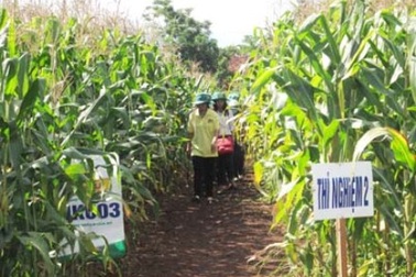 Khi nào Việt Nam sẽ cấp phép cây trồng biến đổi gen?