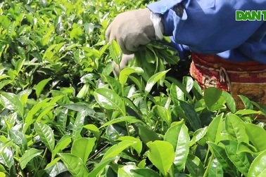 Mùa chè trên phố núi