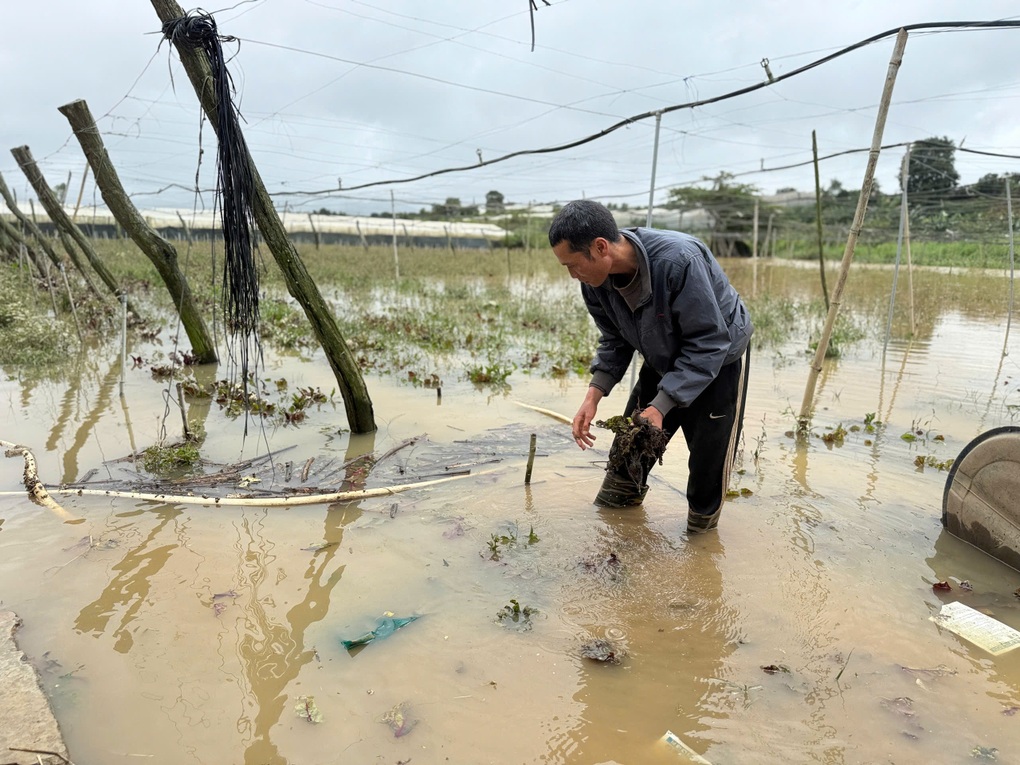 Nguồn cung rau vẫn đảm bảo dù lũ “xóa sổ” nhiều vườn tược ở Lâm Đồng - 2