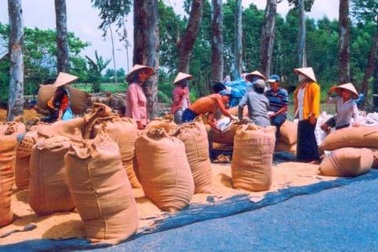 Chật vật xử lý nợ nần hậu vụ án tại Nông trường Sông Hậu