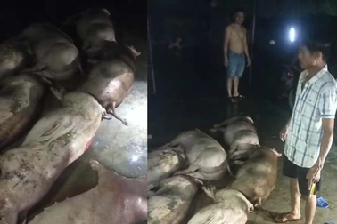 Thiệt hại cả đàn lợn trong 1 đêm, người nuôi ứa nước mắt