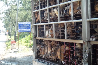 Việt Nam tích cực chống nạn buôn lậu chó xuyên quốc gia