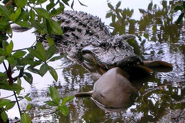 Cá sấu ăn cả cá mập và nhiều loài khác nữa