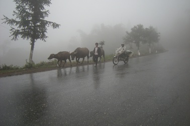 Sa Pa lạnh 6 độ C, nông dân sơ tán đàn trâu đi tránh rét