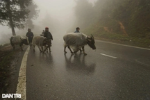 Ngày mai miền núi phía Bắc có nơi dưới 5 độ C