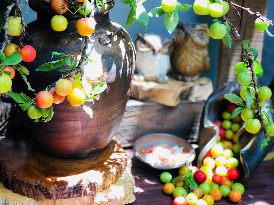 Hội chị em dò dẫm chợ mạng, săn cành mận trĩu quả trưng bày góc nhà - 4 Hội chị em dò dẫm chợ mạng, săn cành mận trĩu quả trưng bày góc nhà - 4