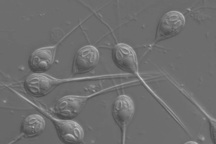 Tìm thấy sinh vật đầu tiên không cần ôxy để sống sót