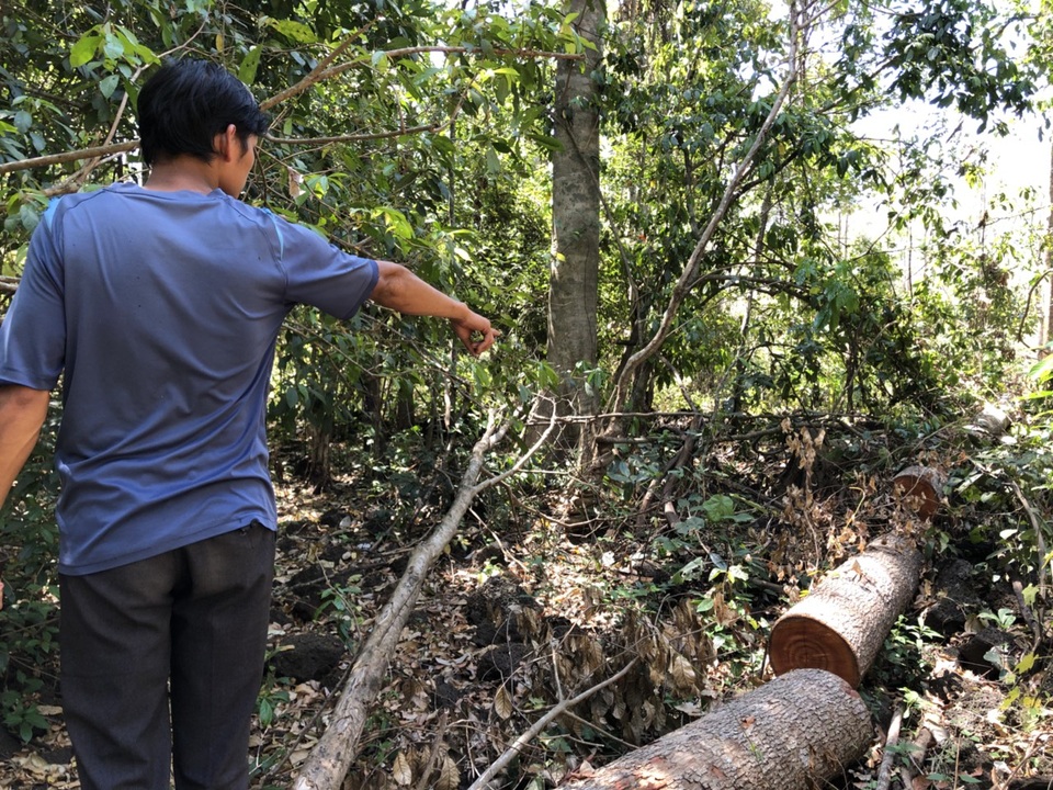 Cán bộ Đắk Nông nói gì trước thông tin gỗ bị đốn hạ trong rừng đặc dụng? - 1 Cán bộ Đắk Nông nói gì trước thông tin gỗ bị đốn hạ trong rừng đặc dụng? - 1