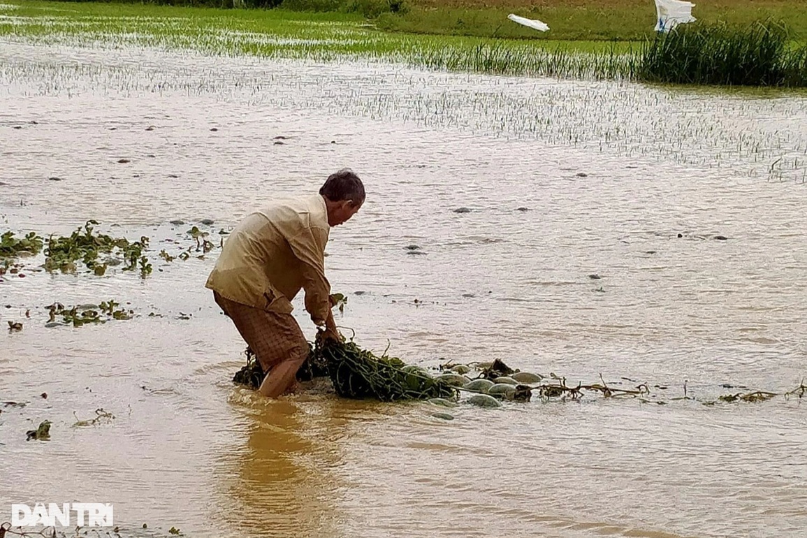 Mưa lũ bất thường nhấn chìm nhiều ruộng dưa hấu, nông dân trắng tay - 4 Mưa lũ bất thường nhấn chìm nhiều ruộng dưa hấu, nông dân trắng tay - 4