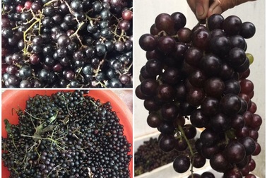 Chán nho Mỹ, người Hà thành chi tiền triệu mua nho rừng Tây Bắc