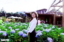 Mê mẩn với vườn hoa cẩm tú cầu của chàng trai nhiếp ảnh 9X