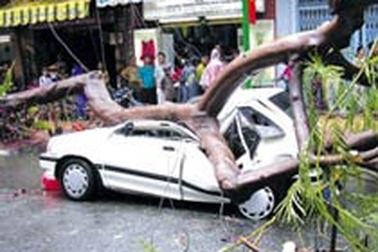 Tai nạn do cây gãy đổ: ai chịu trách nhiệm? 