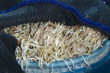 Danh tính nhà cung cấp 400kg giá đỗ ủ chất cấm mỗi ngày cho Bách Hóa Xanh