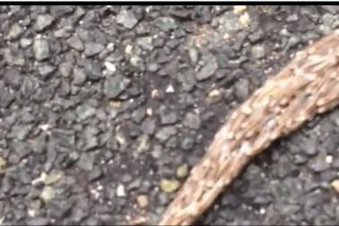 Sinh vật khổng lồ bí ẩn gớm ghiếc bò sang đường