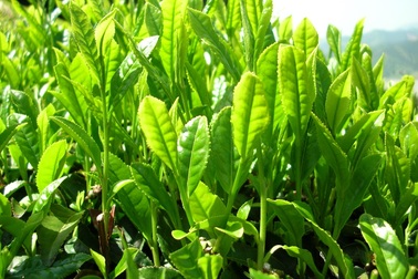 Trà xanh từ thiên nhiên có gì khác?
