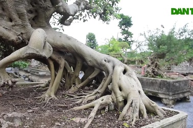 Đại gia xếp hàng, ôm tiền tỷ chờ mua cây sanh Thánh Gióng cưỡi ngựa