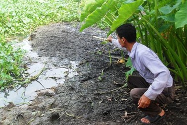 Hàng trăm hộ dân khốn khổ vì trại lợn   