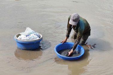 Nghề lạ, lùa bùn bắt trùn chỉ, làm một buổi thu nhập nửa triệu đồng