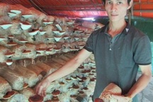 8X “bỏ túi” 200 triệu đồng mỗi năm từ trồng nấm