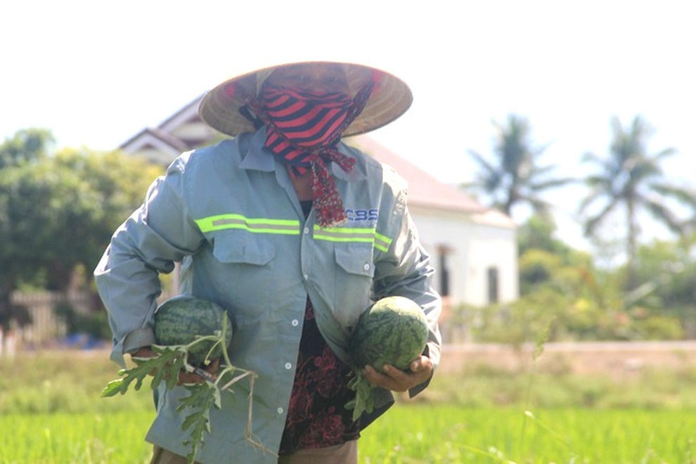 Thu nhập cao hơn cây lúa nhờ trồng dưa trái vụ - 8 Thu nhập cao hơn cây lúa nhờ trồng dưa trái vụ - 8
