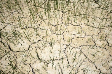 Ngành nông nghiệp miền Trung oằn mình giữa “chảo lửa”