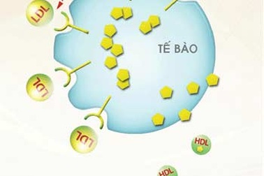 Ngăn ngừa rối loạn mỡ máu: Tiên hạ thủ vi cường!