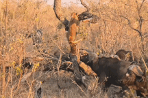 Trâu rừng "sôi máu" húc đổ thân cây, sư tử co ro ẩn náu may mắn thoát chết