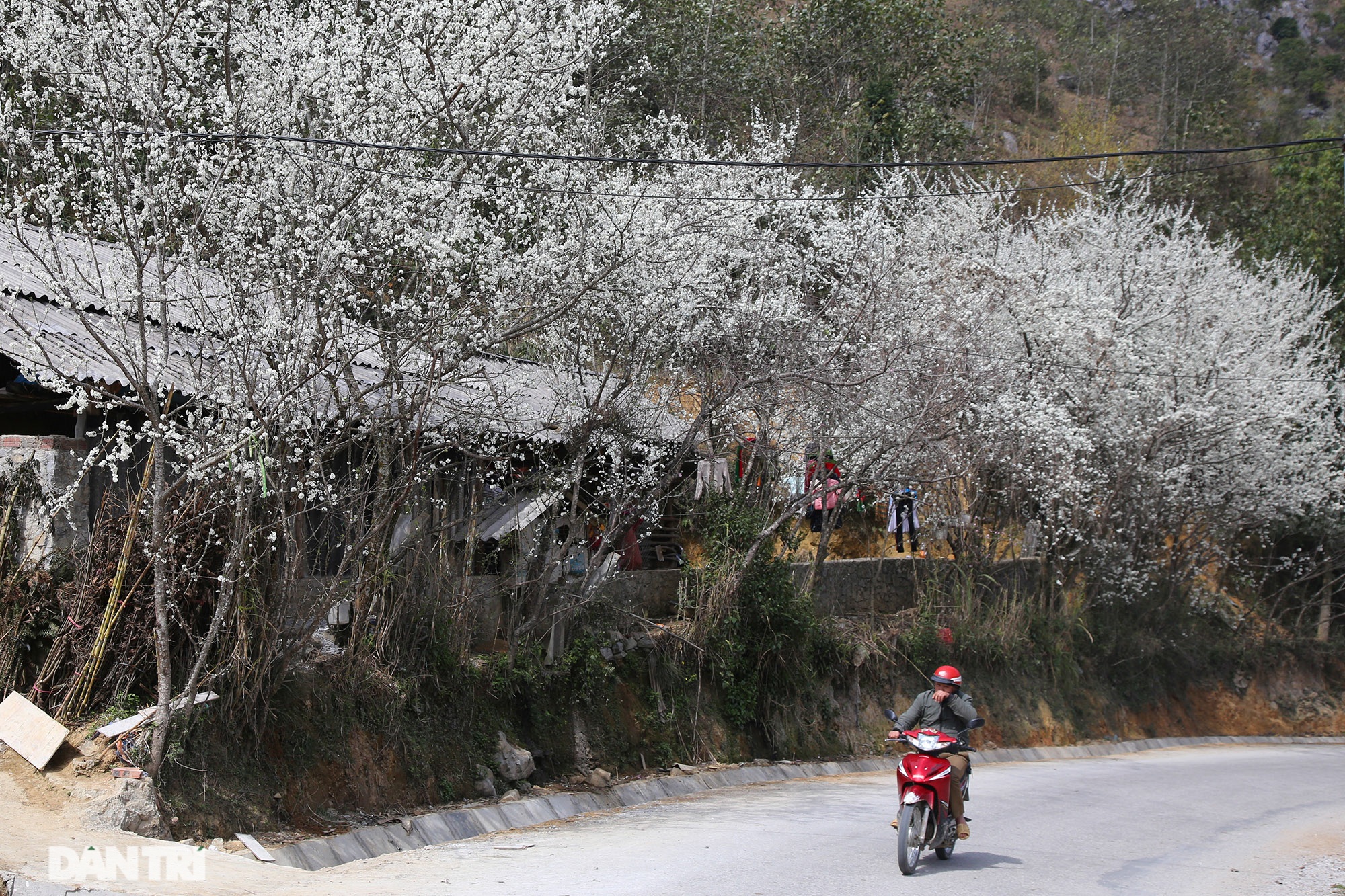 Hoa đào, mận nở khắp mọi nẻo đường cao nguyên đá Đồng Văn - 1 Hoa đào, mận nở khắp mọi nẻo đường cao nguyên đá Đồng Văn - 1