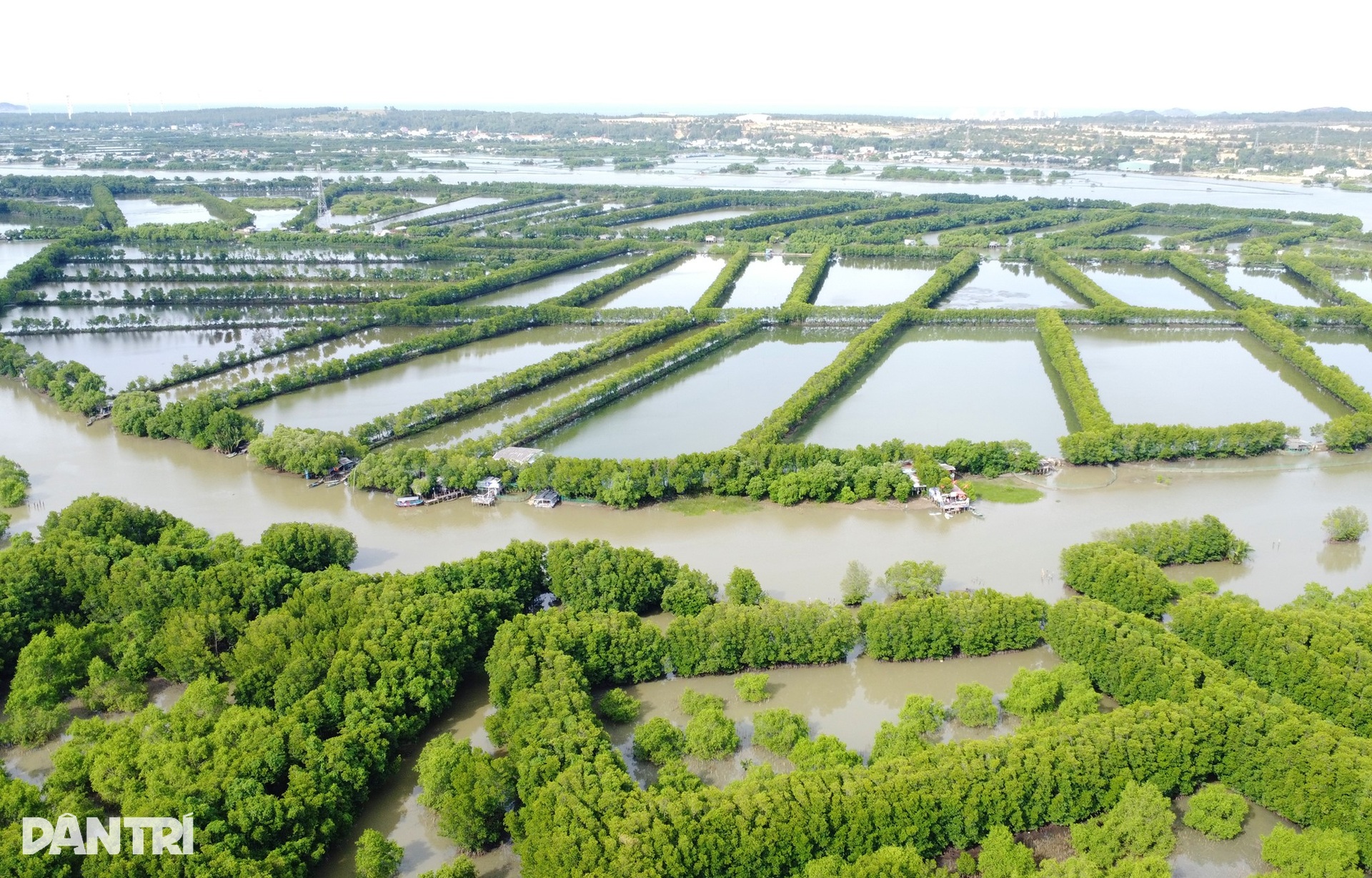 “Lá phổi xanh” giữa đầm Thị Nại xơ xác sau bão Kalmaegi - 1
