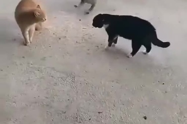 Bật cười khi chú cún con "kích động xung đột" của hai chú mèo