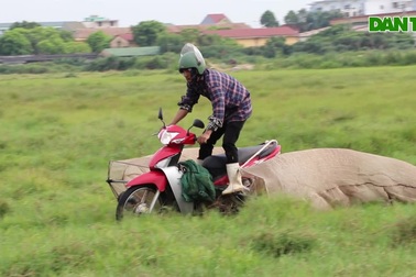 Nghệ sĩ xiếc trên cánh đồng bắt châu chấu thu tiền triệu