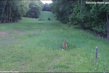 Thỏ bị diều hâu tấn công, nai xông vào giải cứu như... "Bambi và Thumper"