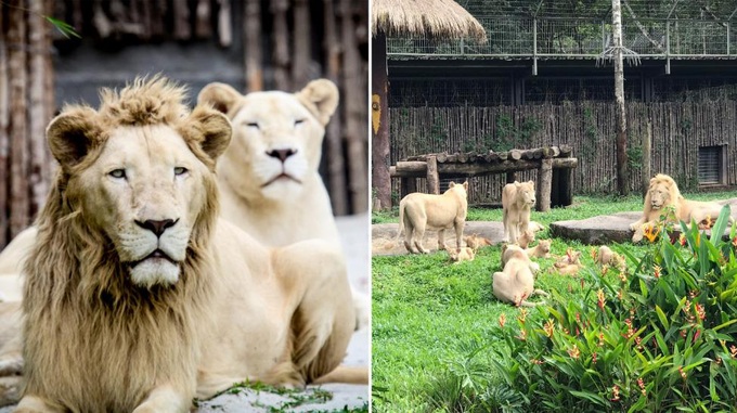 Những thú non bán hoang dã sinh ở Vinpearl Safari ngày ấy và bây giờ - Ảnh 4. Những thú non bán hoang dã sinh ở Vinpearl Safari ngày ấy và bây giờ - Ảnh 4.
