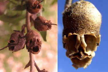 Kỳ lạ loài hoa biến hình thành “đầu lâu” khi héo tàn