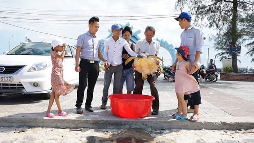 Quảng Trị: Chú rùa biển “khủng” nhiều lần đi lạc đều được cứu, thả - 1 Quảng Trị: Chú rùa biển “khủng” nhiều lần đi lạc đều được cứu, thả - 1