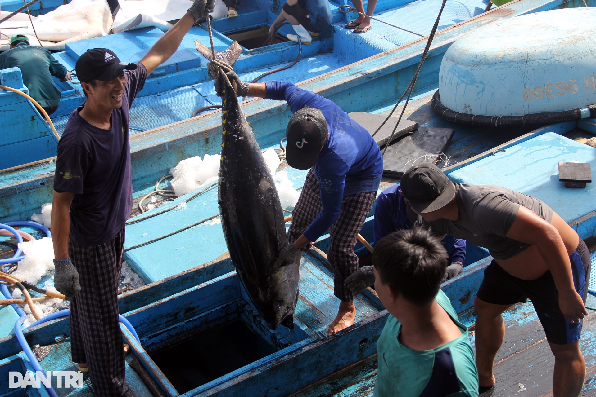 During Tet fishing, fishermen caught a catch of ocean tuna and earned hundreds of millions of dong - 2