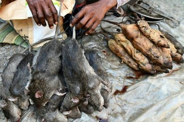 Đến khu chợ chuyên bán món “đặc sản” thịt chuột