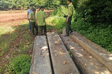 Phát hiện hơn 170m3 gỗ không rõ nguồn gốc tại nhà và xưởng cưa một hộ gia đình